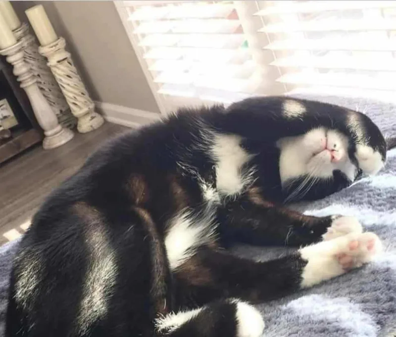 Mr Mow Mow thumbnail 4