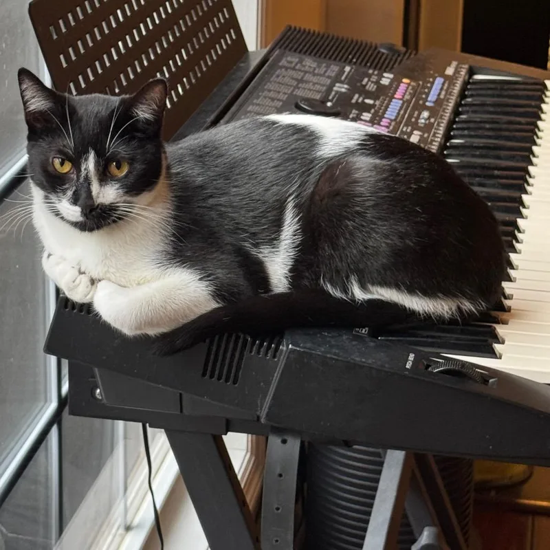 Masquerade thumbnail 2