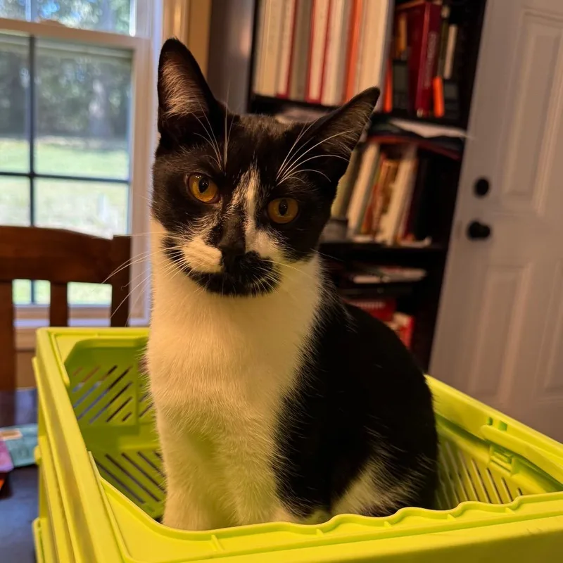 Masquerade thumbnail 3