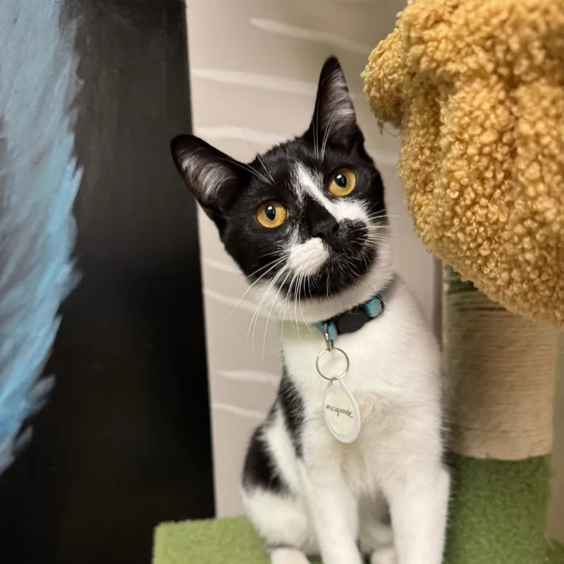 Masquerade thumbnail 4