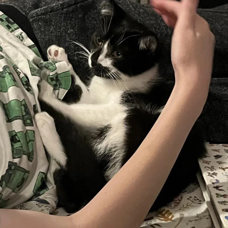 Masquerade thumbnail 5