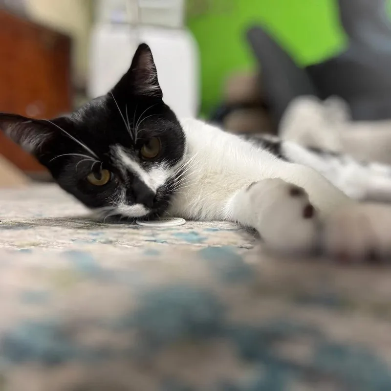 Masquerade thumbnail 6