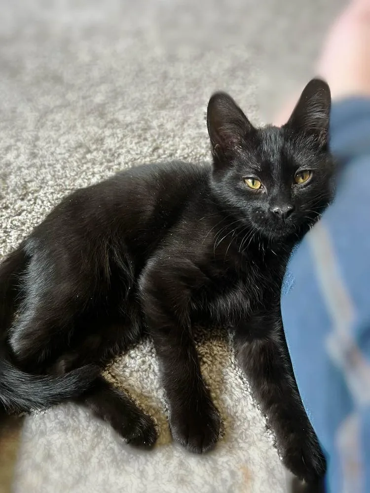 A baby medium-sized male Black Domestic Short Hair cat named Jellybean for adoption in tucson, AZ