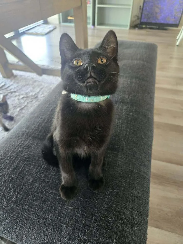 Jellybean thumbnail 2