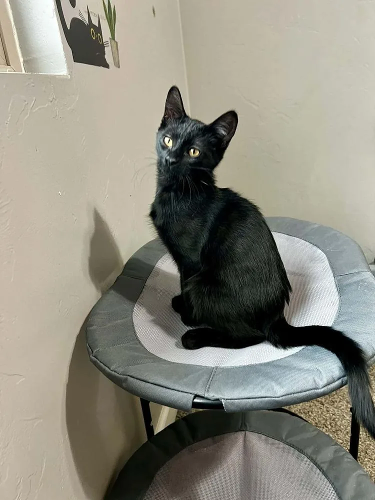 Jellybean thumbnail 3