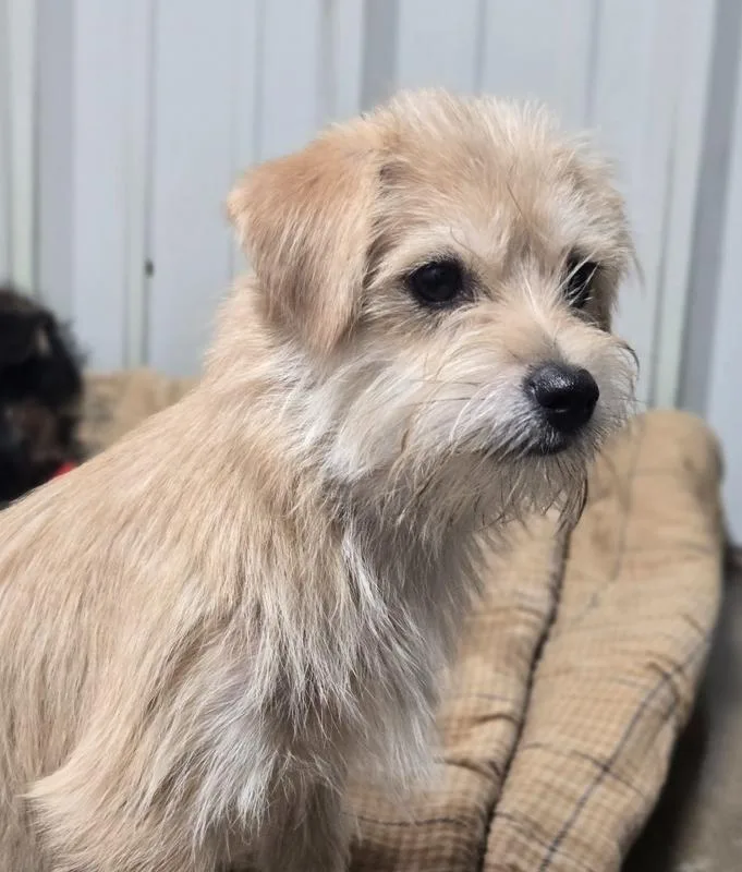 A baby small-sized male Terrier dog named ML Popcorn for adoption in Warrenton, MO