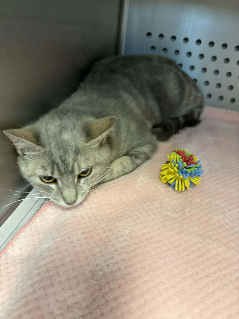 An adult medium-sized female Tabby (Gray / Blue / Silver) Domestic Short Hair cat named Tilly for adoption in Orange, VA