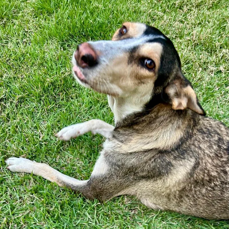 An adult medium-sized female Brown / Chocolate Shepherd dog named Babs for adoption in Bend, OR