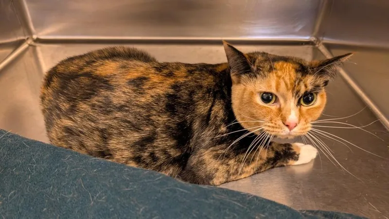 A young medium-sized female Domestic Short Hair cat named Briar for adoption in Havre, MT