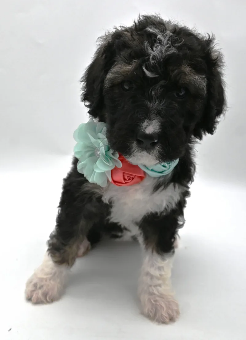 A baby large-sized female Bernadoodle dog named Annie for adoption in Mobile, AL