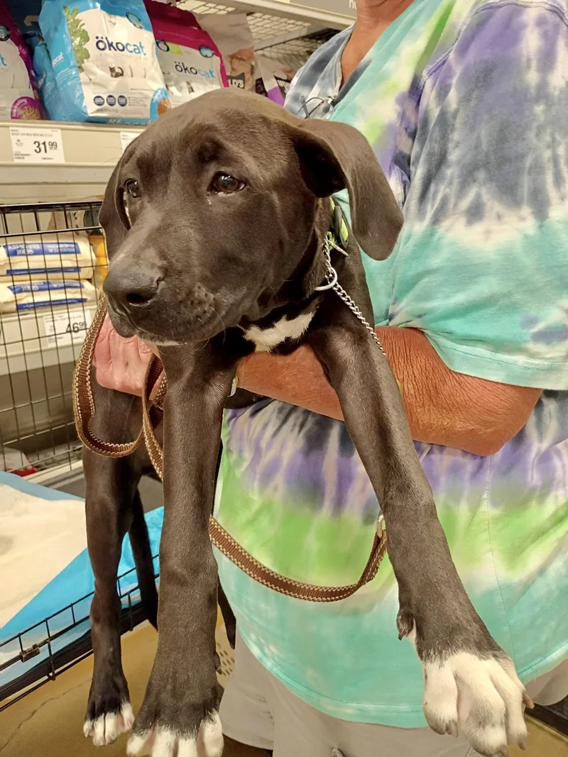 Chester  Gentle Giant thumbnail 2