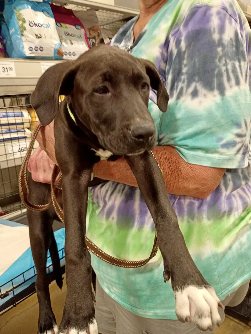 Chester  Gentle Giant thumbnail 3