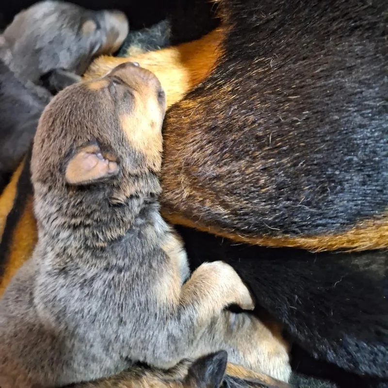 A baby large-sized male Gray / Blue / Silver Rottweiler dog named Titan for adoption in Lima, OH