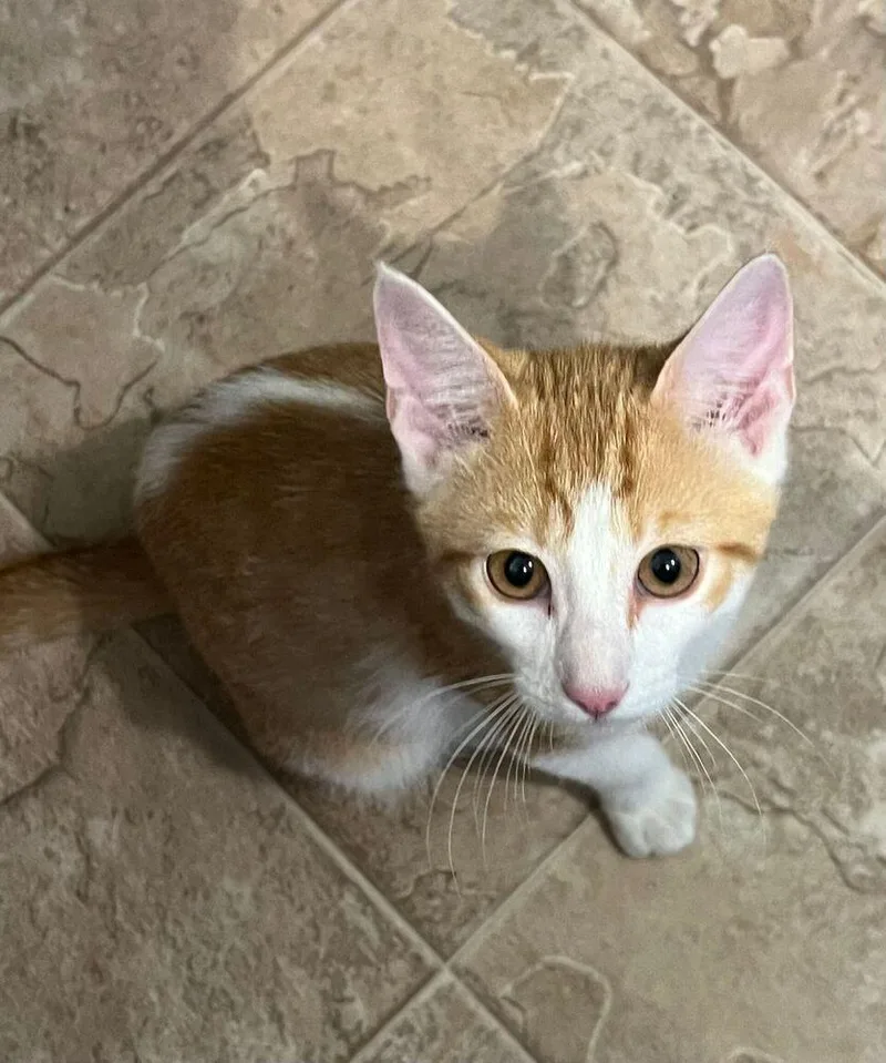 Carlos