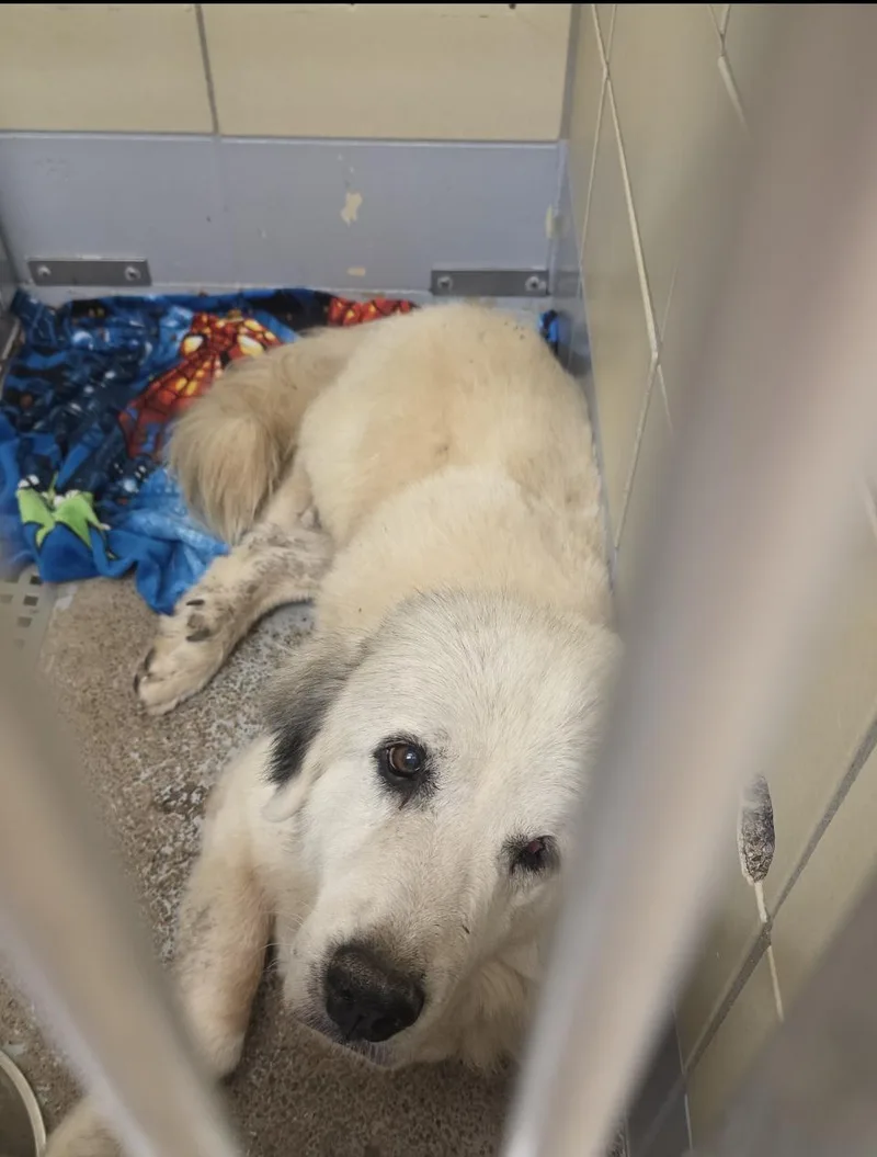 An adult large-sized female Great Pyrenees dog named Annie Mae Htx for adoption in Quinlan, TX
