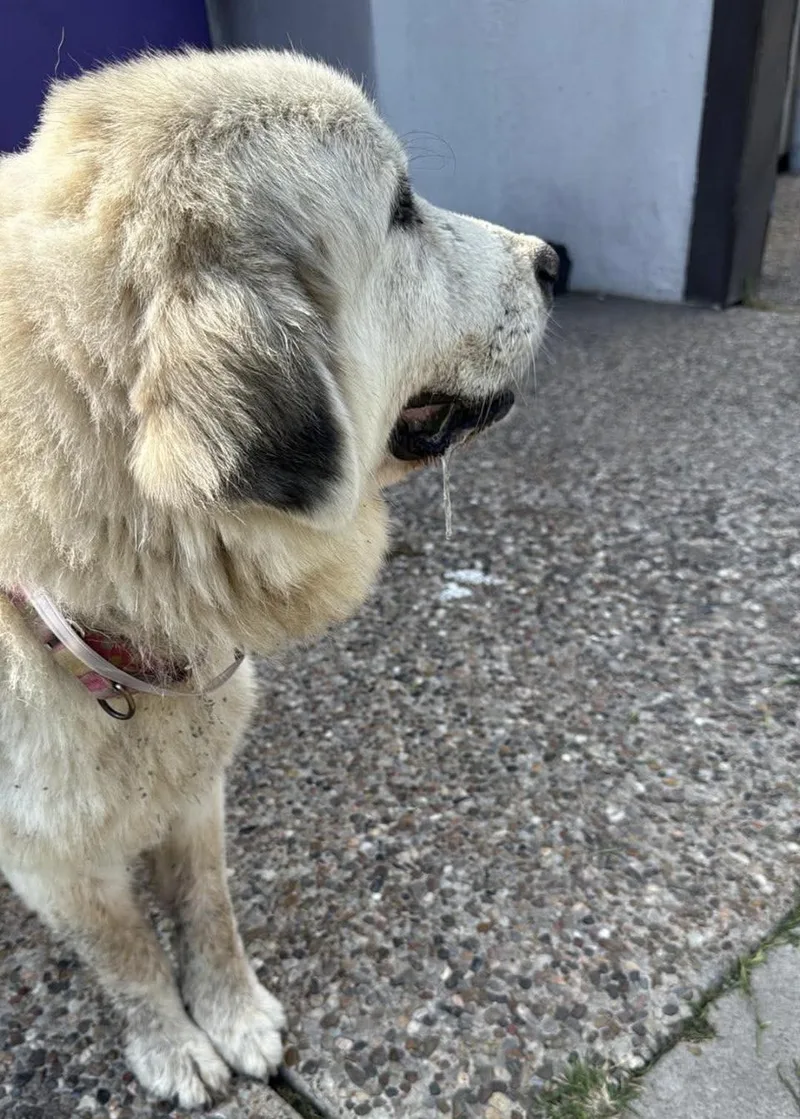 Annie Mae Htx thumbnail 2