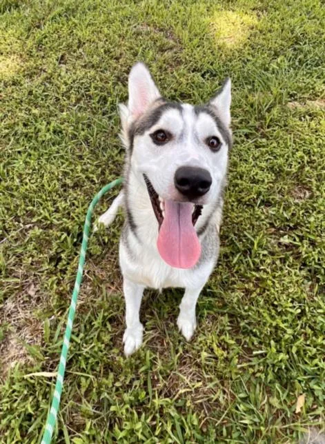 An adult large-sized male Siberian Husky dog named Rocky for adoption in Cookeville, TN