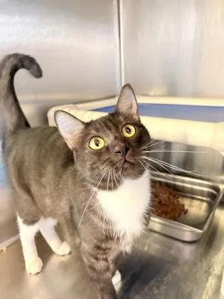 An adult medium-sized female Domestic Short Hair cat named Ash for adoption in Bartlesville, OK