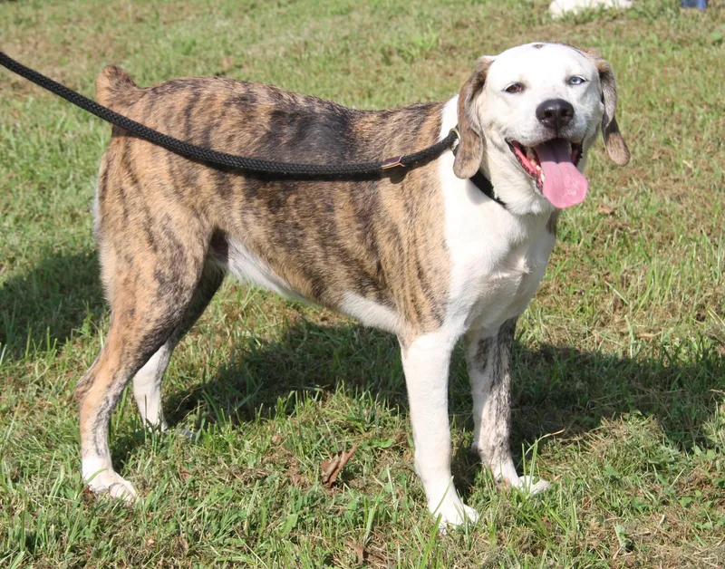 An adult large-sized female Hound dog named Skye for adoption in Marietta, OH