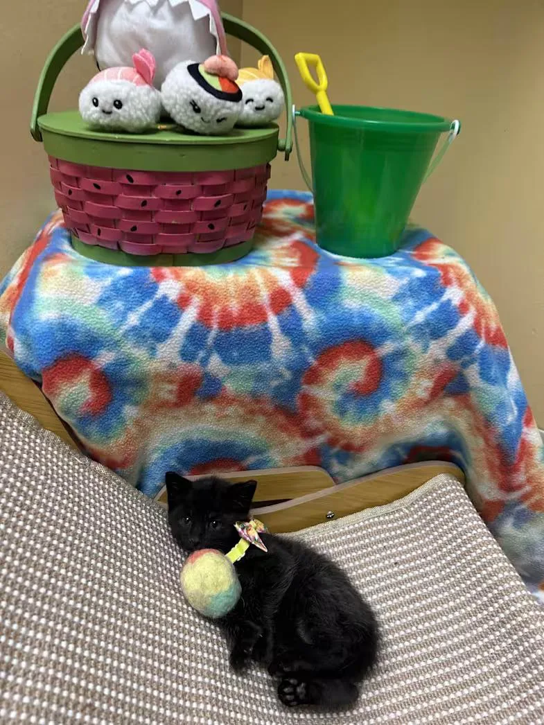 A baby medium-sized male Black Domestic Short Hair cat named Dune for adoption in Greensboro, NC