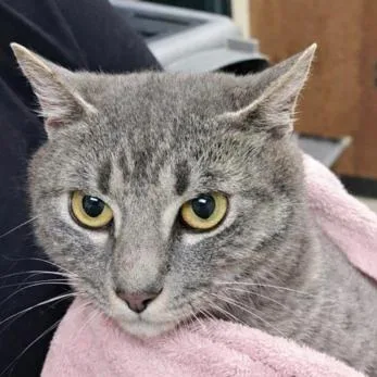 A young medium-sized female Domestic Short Hair cat named Gray for adoption in Burlington, WA