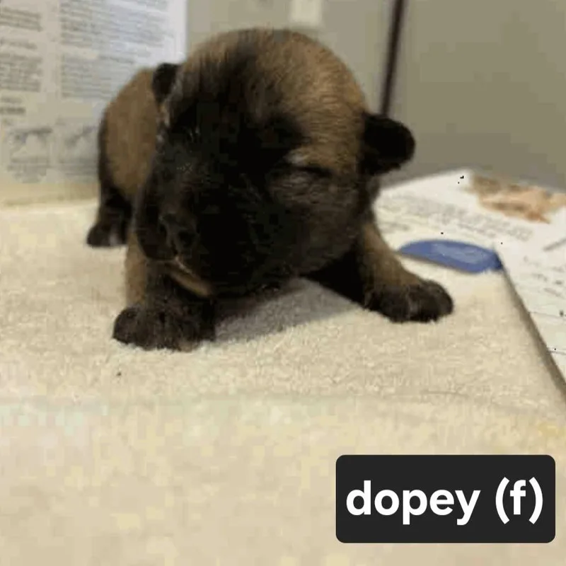 A baby large-sized female Brown / Chocolate Husky dog named Dopey for adoption in Oceanside, CA