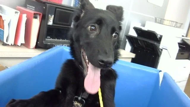 A baby large-sized male Mixed Breed dog named Jacob for adoption in Dallas, TX
