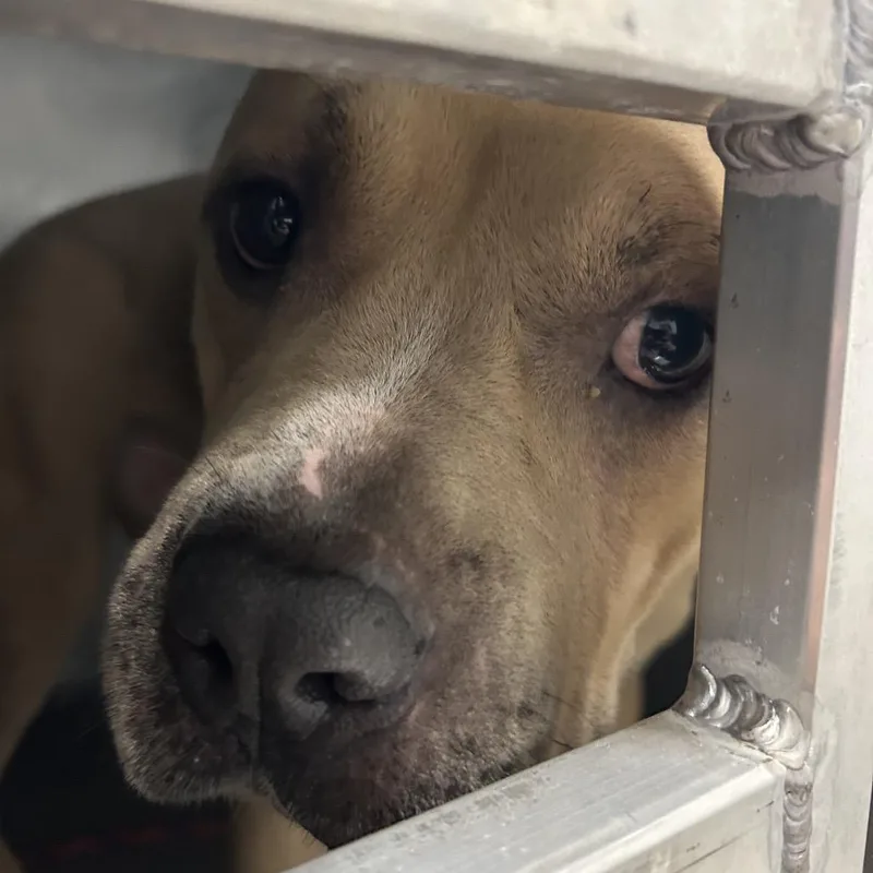 An adult medium-sized male Yellow / Tan / Blond / Fawn Pit Bull Terrier dog named Apollo for adoption in Greensboro, NC