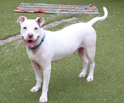 An adult large-sized male Mixed Breed dog named Miles for adoption in Athens, GA