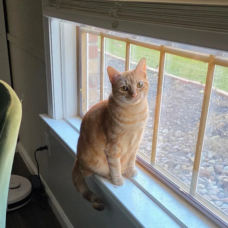 An adult small-sized female Orange / Red Domestic Short Hair cat named Ancho for adoption in Fort Worth, TX