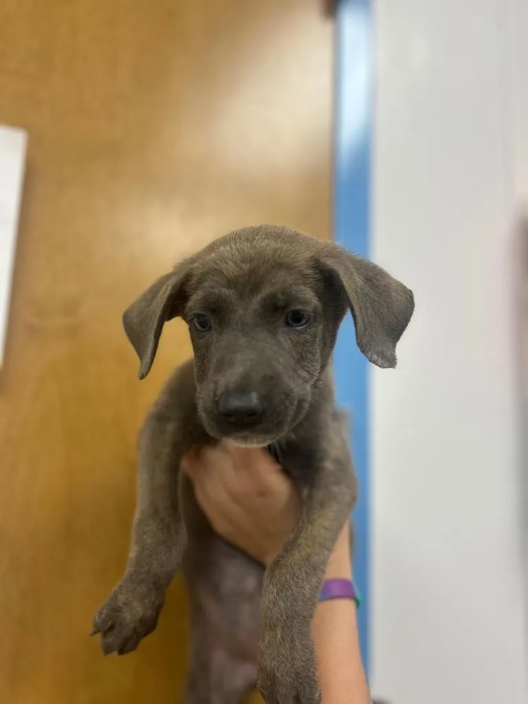 A baby medium-sized female German Shepherd Dog dog named Pebblegut for adoption in Hartsville, SC