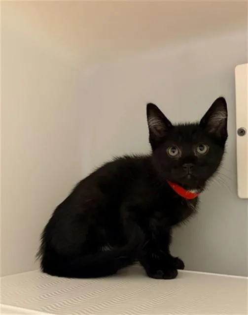 A baby small-sized male Domestic Short Hair cat named Cruz for adoption in Statesville, NC