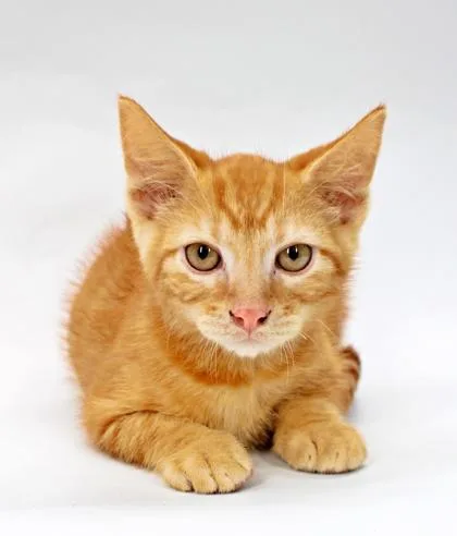 A baby small-sized male Domestic Short Hair cat named Sherbert for adoption in Morton Grove, IL