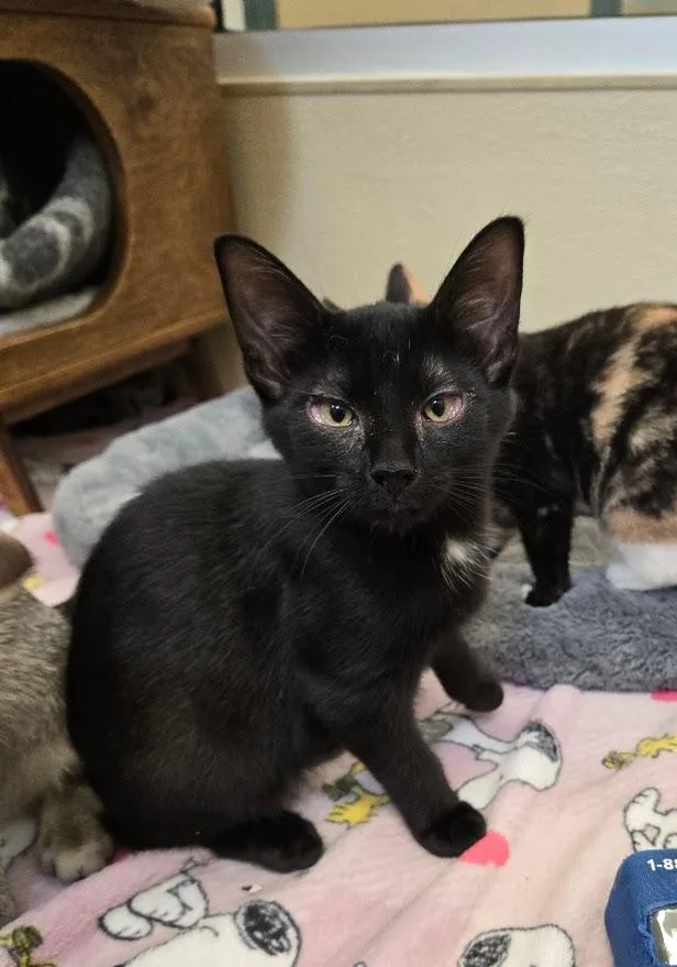 A baby small-sized female Black Domestic Short Hair cat named Abigail for adoption in New Rochelle, NY