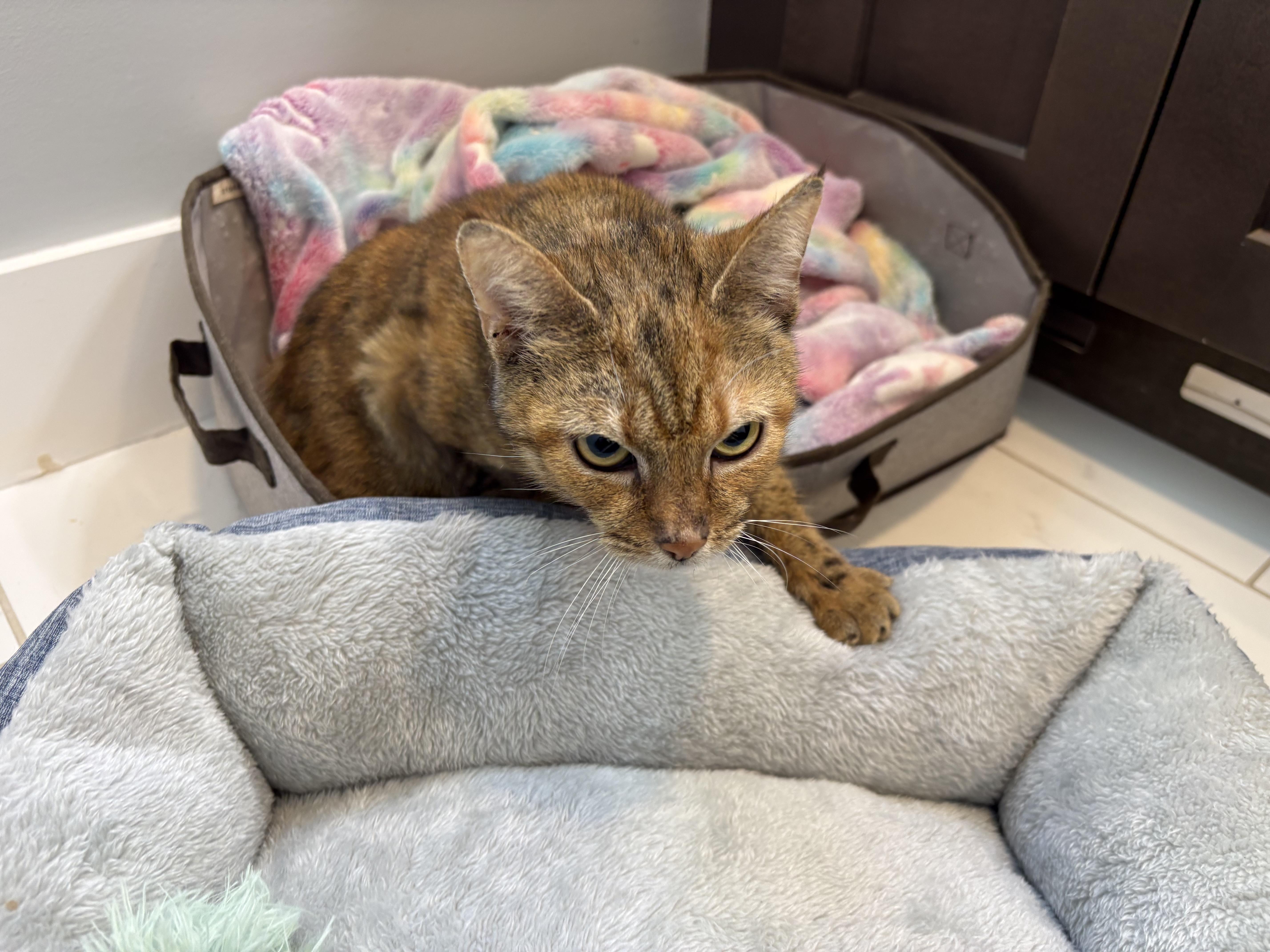 Rosiland Franklin thumbnail 3