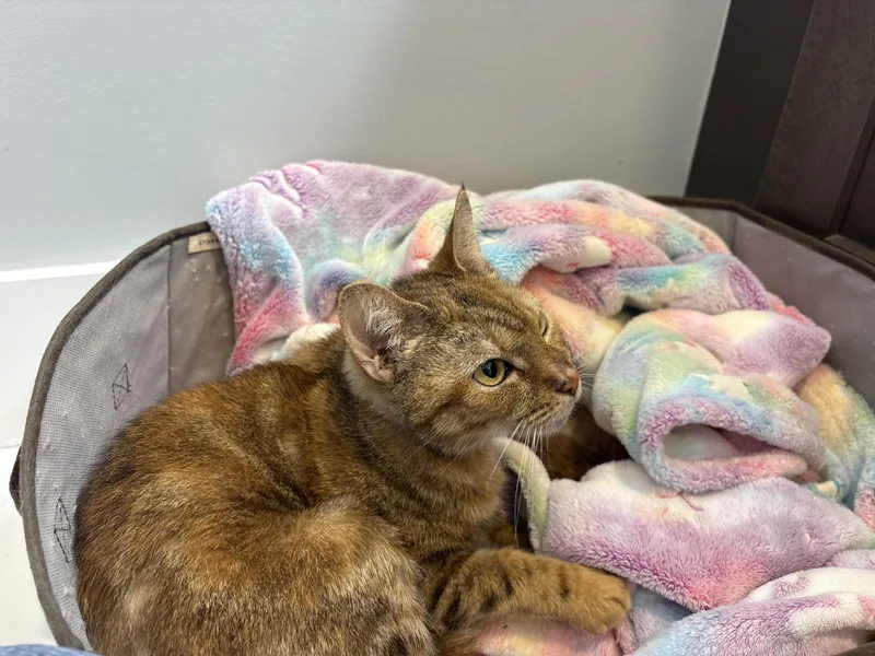 Rosiland Franklin thumbnail 6