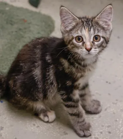 A baby small-sized female Domestic Short Hair cat named Chelsea for adoption in Verona, WI