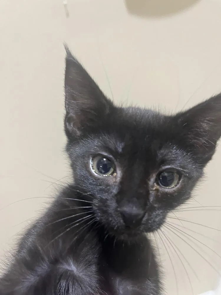 A baby small-sized male Black American Shorthair cat named Rebel for adoption in Tampa, FL