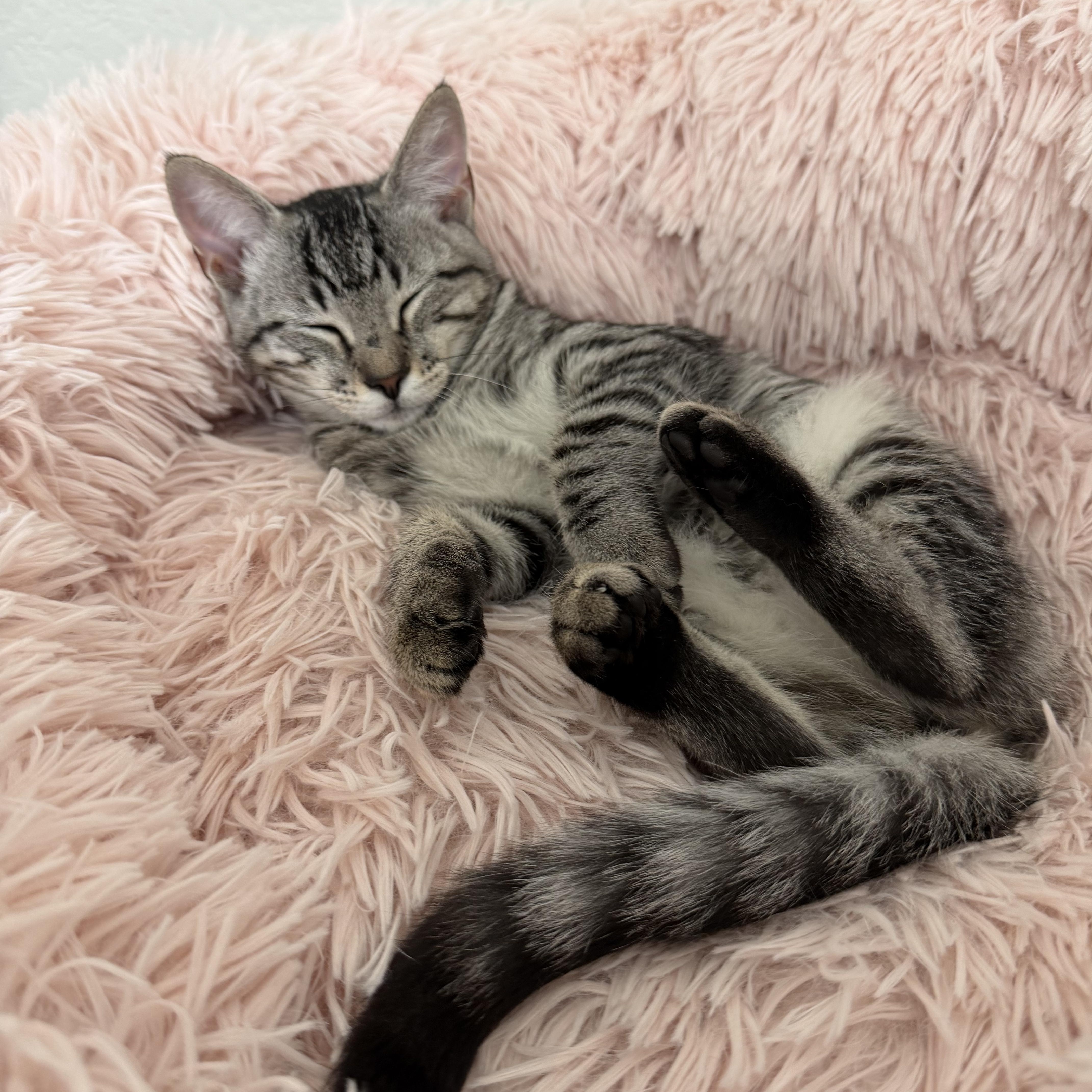 A baby medium-sized female Tabby (Gray / Blue / Silver) Domestic Short Hair cat named Blue for adoption in Fort Worth, TX