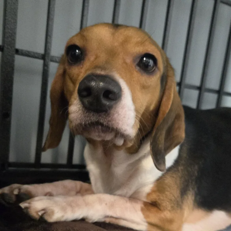 An adult small-sized male Tricolor (Brown, Black, & White) Beagle dog named Stan Lee for adoption in Normal, IL