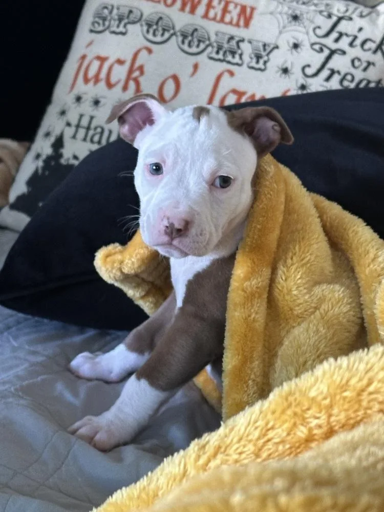 A baby medium-sized female Tricolor (Brown, Black, & White) Mixed Breed dog named Twister for adoption in Clinton Township, MI