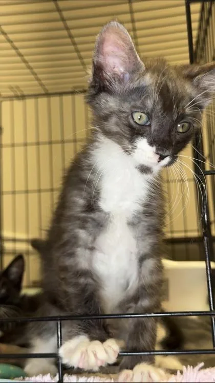 A baby small-sized male Domestic Short Hair cat named Ted Baker for adoption in Lawrenceville, GA