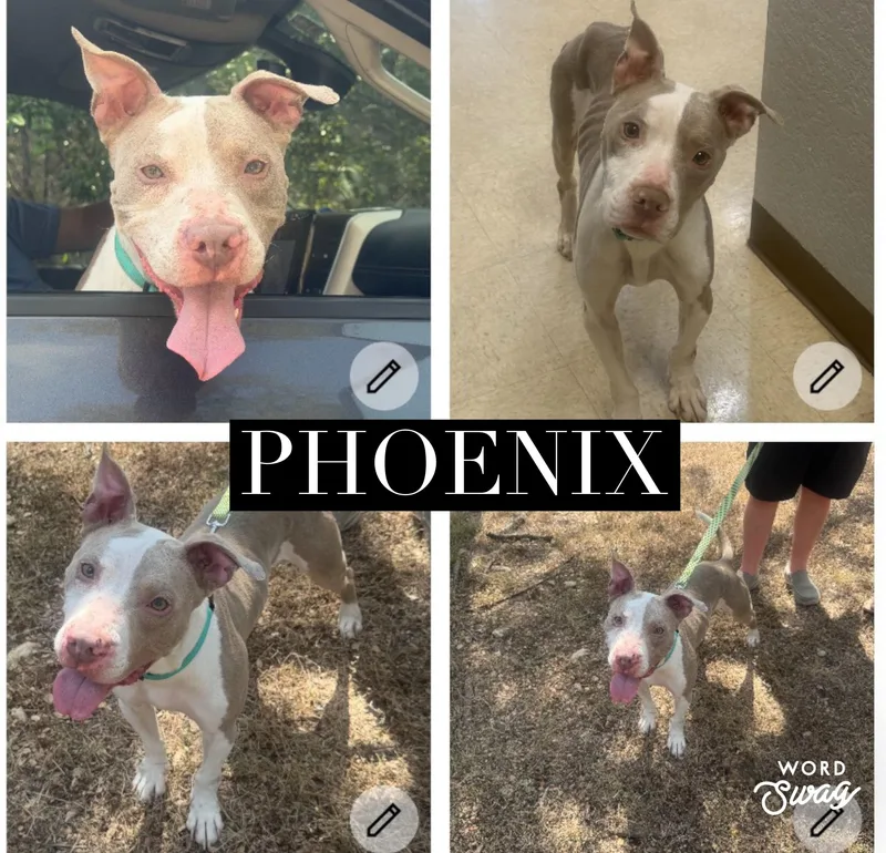 Phoenix