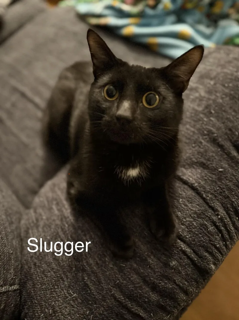 Slugger thumbnail 2