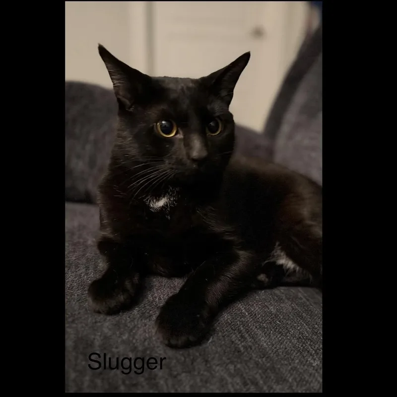 Slugger thumbnail 3