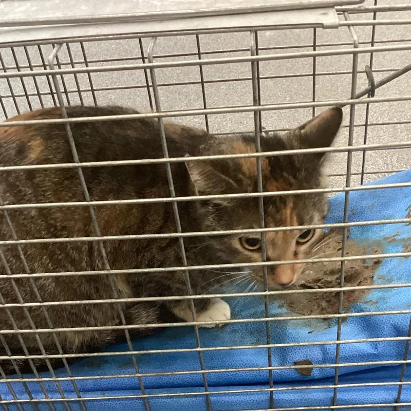 A baby small-sized female Calico Domestic Short Hair cat named Patience for adoption in Montgomery, AL