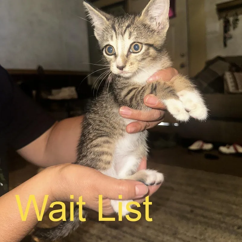 A baby small-sized male Gray / Blue / Silver Domestic Short Hair cat named Shaggy for adoption in Livingston, TX
