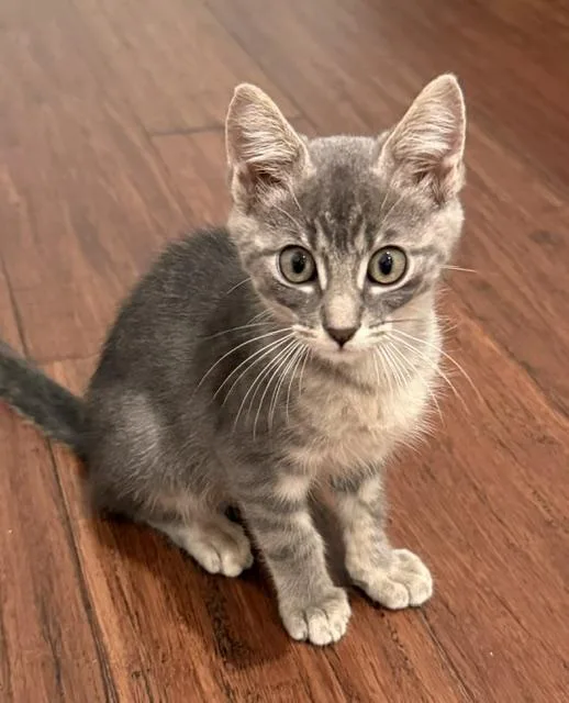 A baby medium-sized male Gray & White Domestic Short Hair cat named Freddie for adoption in Los Angeles, CA
