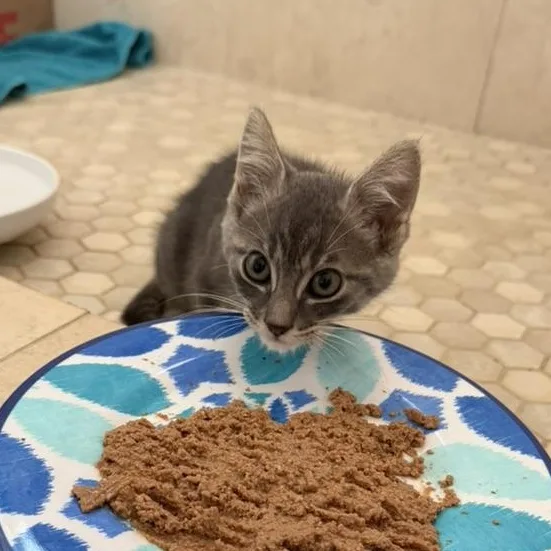 Freddie thumbnail 5