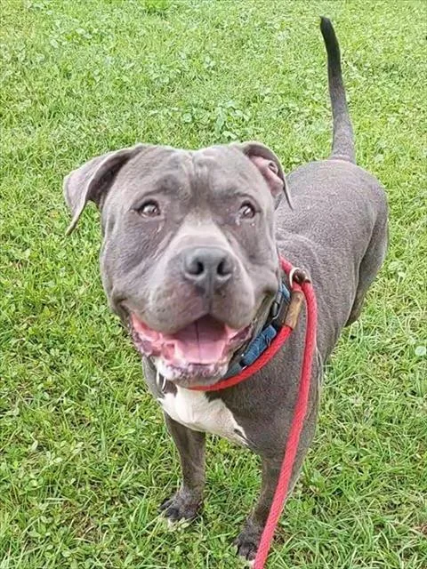 An adult large-sized male American Staffordshire Terrier dog named Titus for adoption in Fort Lauderdale, FL